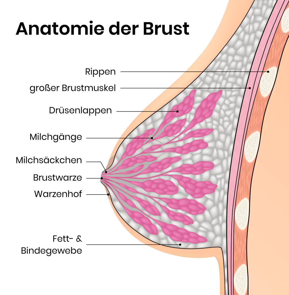 Brustvergrößerung: Warum der BH danach so wichtig ist - Perfekte Brust®,  Brustvergrößerung & Bruststraffung Wien
